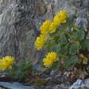 Image of Ranunculus grahamii Petrie