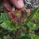 Image of Weinmannia rollottii Killip
