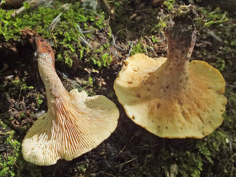 Image of Neolentinus cyathiformis (Schaeff.) Della Maggiora & Trassin. 2014