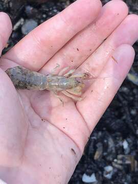 Image of coastal mud shrimp