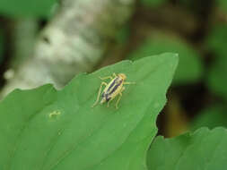 Image of Evacanthus bellaustralis Hamilton 1983