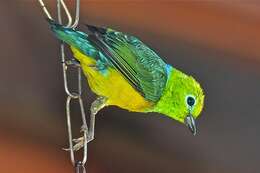 Imagem de Chlorophonia cyanea (Thunberg 1822)