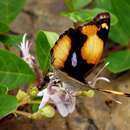 Image de Vitex harveyana H. Pearson