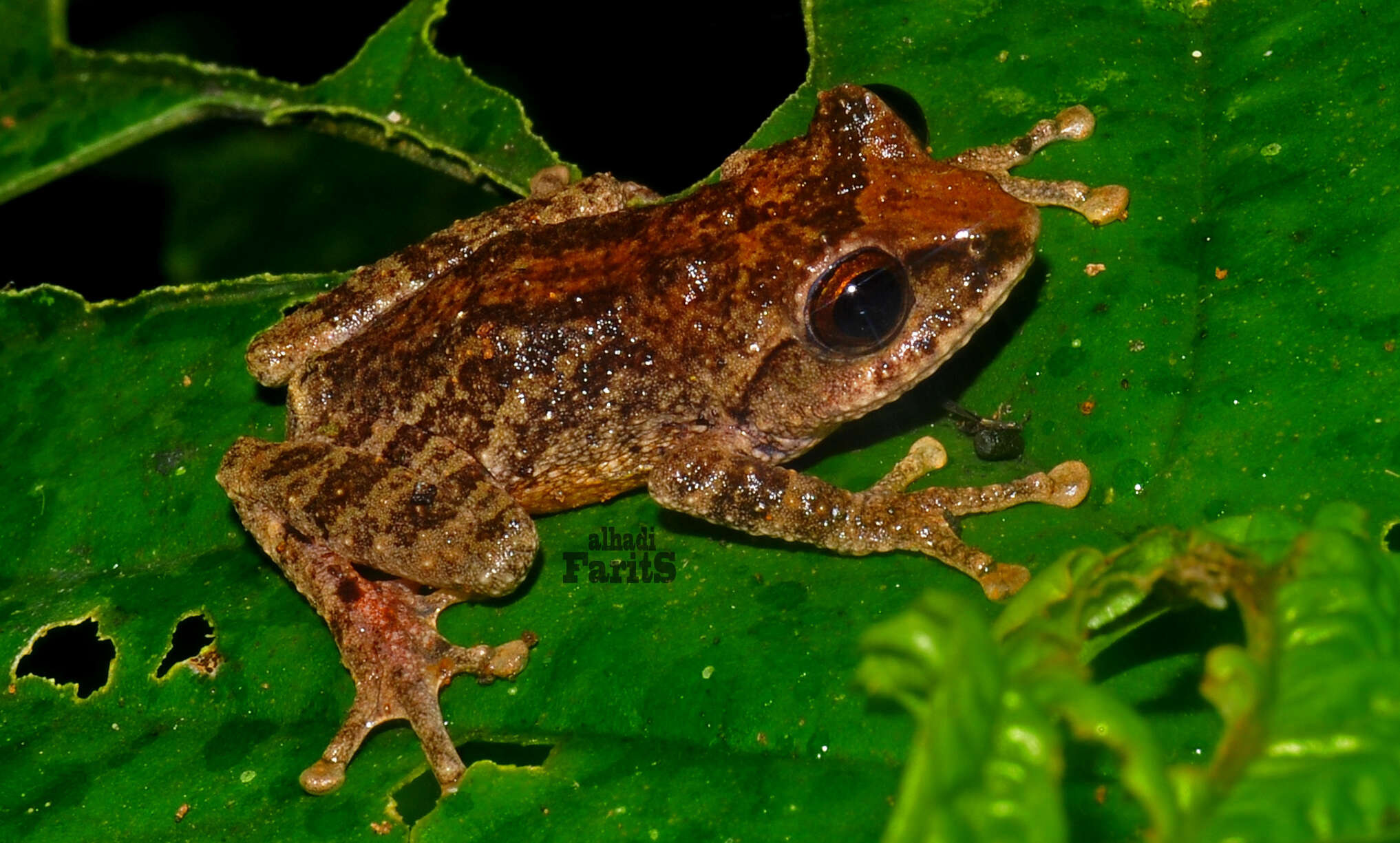 Image of Philautus aurifasciatus (Schlegel 1837)