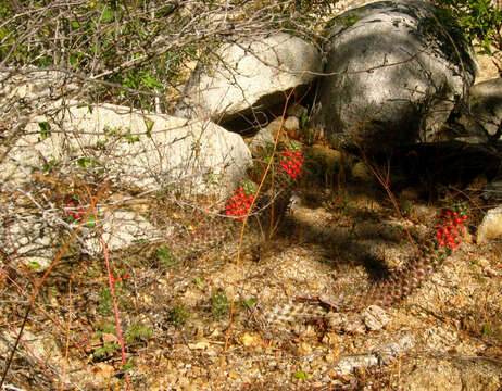 Imagem de Mammillaria poselgeri Hildm.