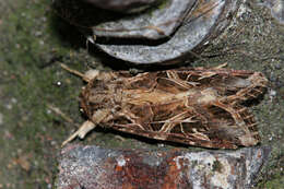 Imagem de Spodoptera littoralis Boisduval 1833