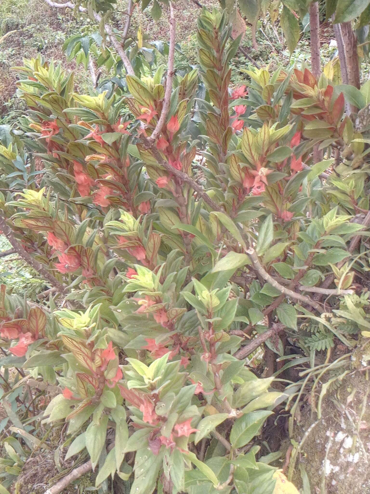 Image of Columnea schiedeana Schltdl.