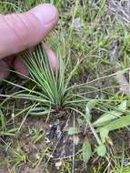 Image of blackfoot quillwort