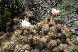 Image of Echinopsis candicans (Gillies ex Salm-Dyck) D. R. Hunt