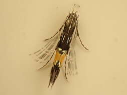 Image of Cosmopterix attenuatella Walker 1864