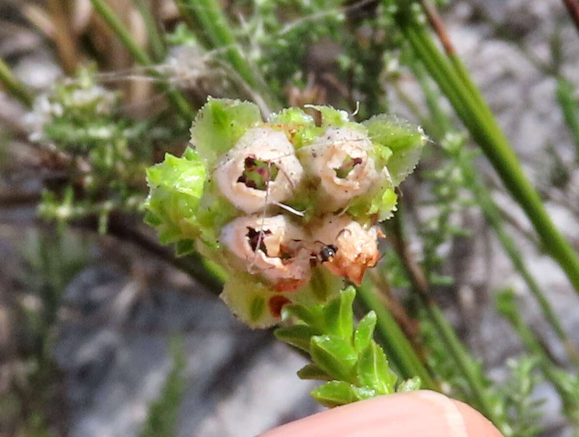 Image of Erica fairii Bolus