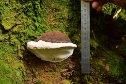 Image of Ganoderma australe (Fr.) Pat.