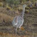 Image of Rhea pennata pennata d'Orbigny 1834