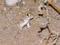 Image of Ptenopus garrulus maculatus Gray 1866