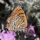 Image de Melitaea arduinna kocaki Wagener & Gross 1976