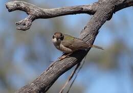 صورة Melithreptus brevirostris pallidiceps Mathews 1912