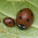 صورة Coccinella quinquepunctata Linnaeus 1758