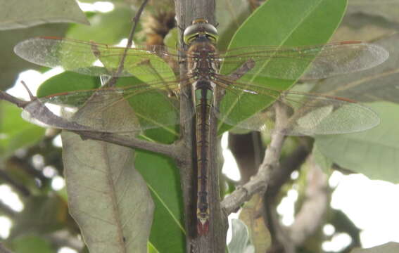 Image of Vagrant Emperor Dragonfly