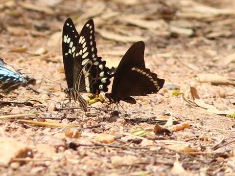 Image of Papilio chrapkowskoides Storace 1952