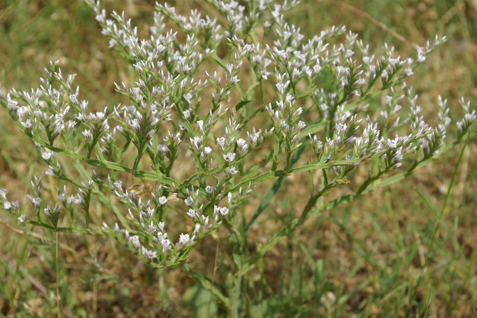 Image de Goniolimon tataricum (L.) Boiss.