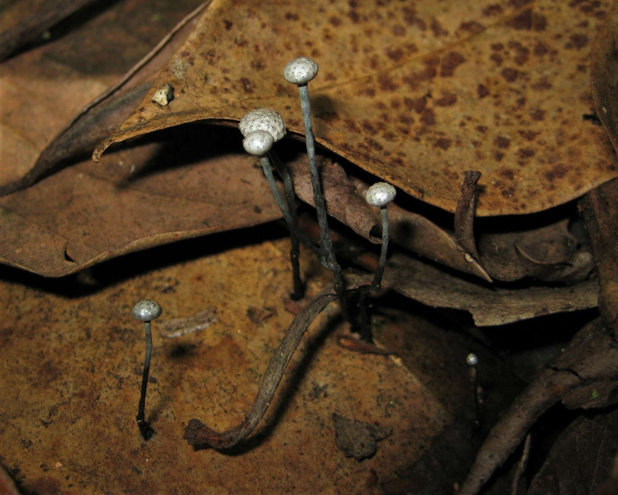 Image of Xylaria clusiae K. F. Rodrigues, J. D. Rogers & Samuels 1990