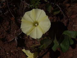 Image of Obscure Morning Glory