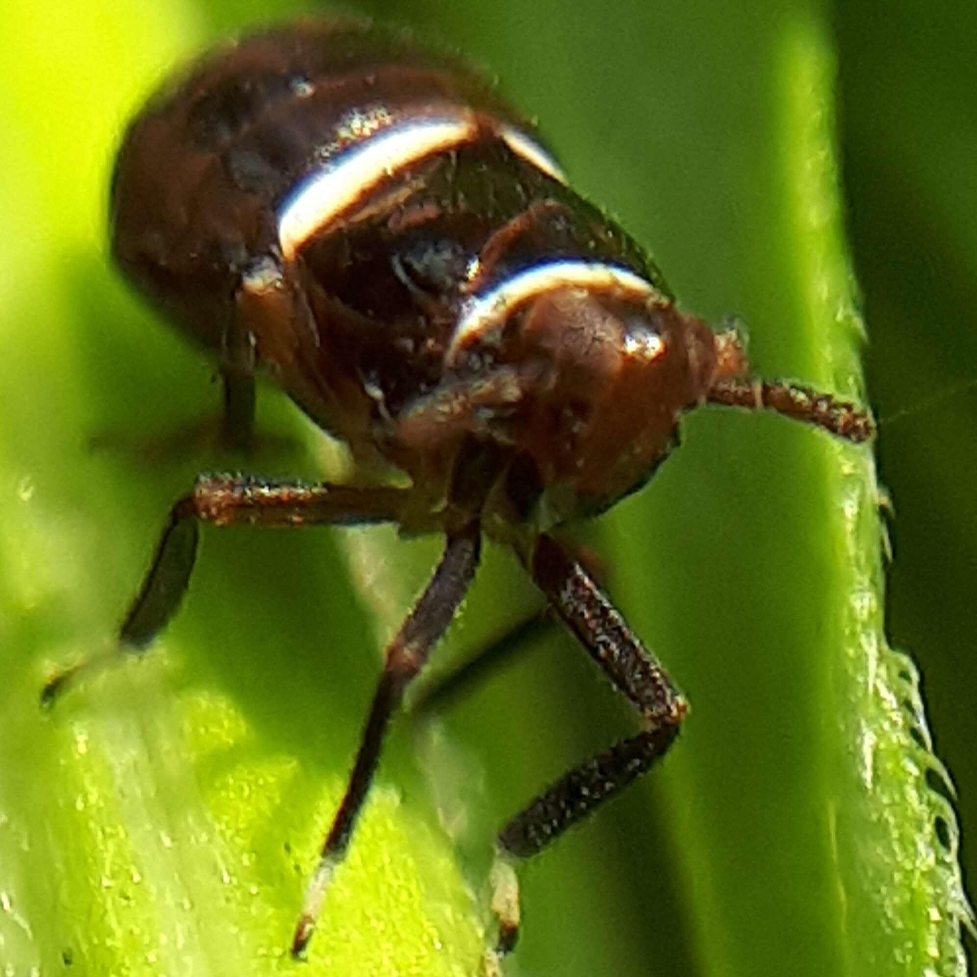 Image of Pissonotus basalis Van Duzee 1897