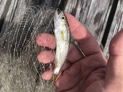 Image of Sand Seatrout