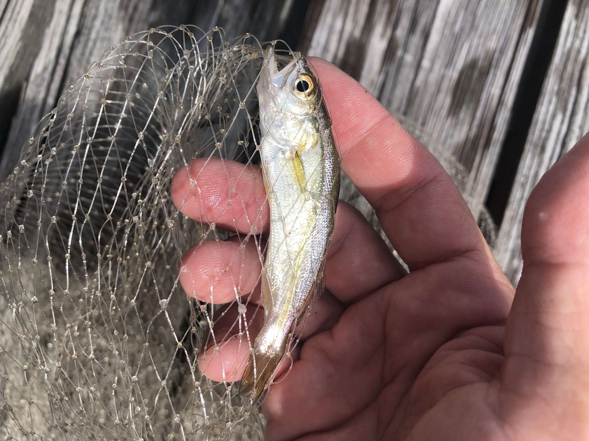 Image of Sand Seatrout