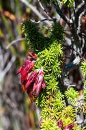 Image of Erica coccinea subsp. coccinea