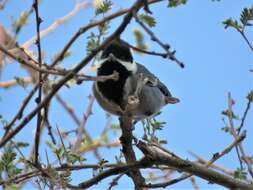 Plancia ëd Melaniparus cinerascens cinerascens (Vieillot 1818)