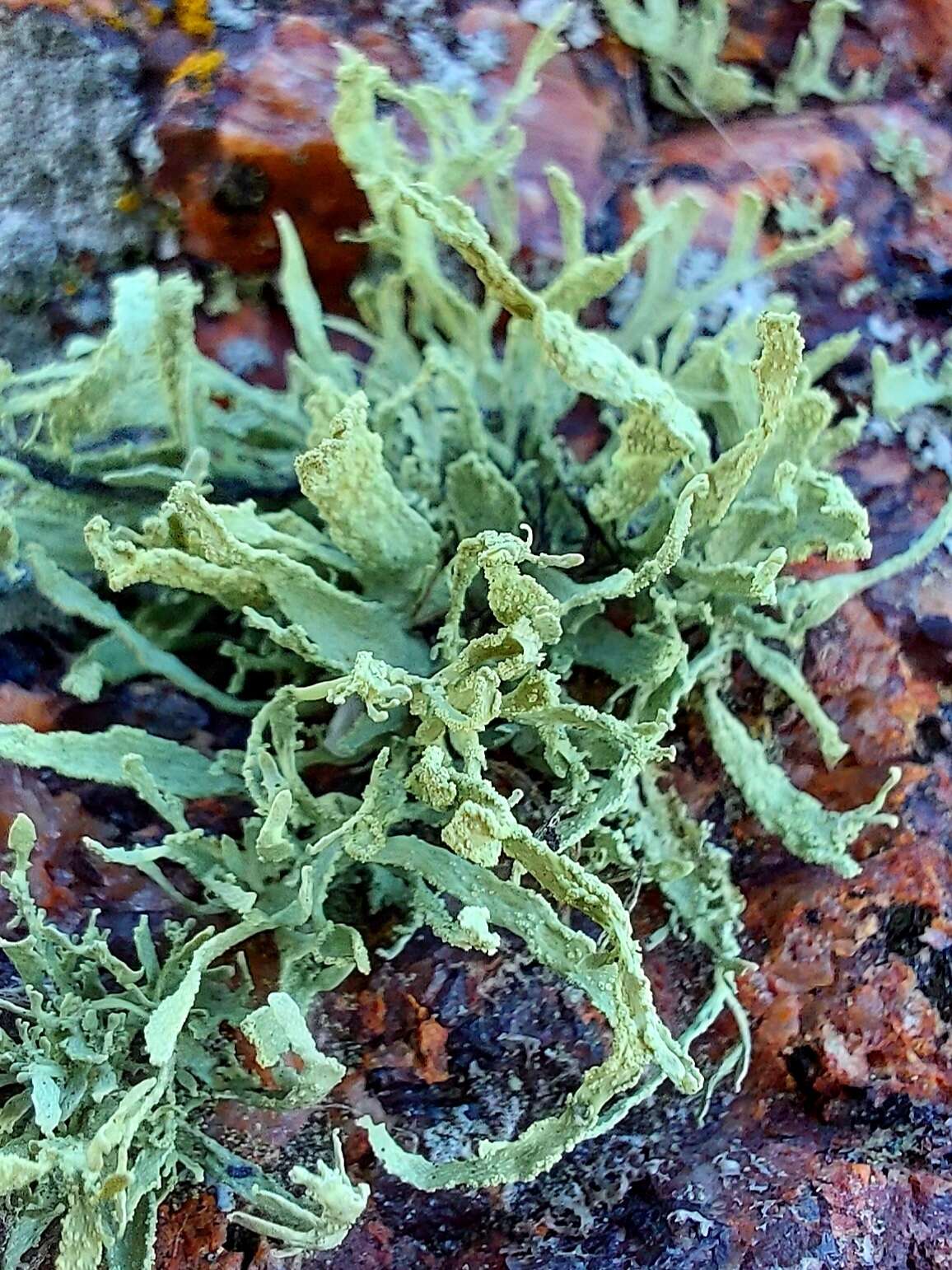 Image of cartilage lichen