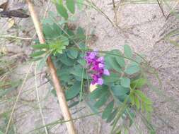 Image of beach pea