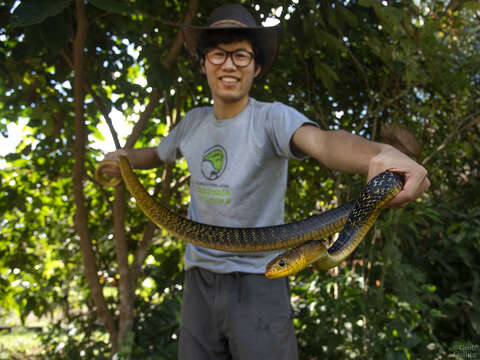 Image of indigo snake