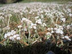 Imagem de Antennaria neglecta Greene