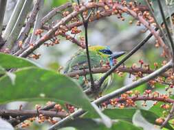 Psilopogon pulcherrimus (Sharpe 1888) resmi