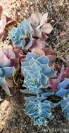 Euphorbia marschalliana Boiss. resmi