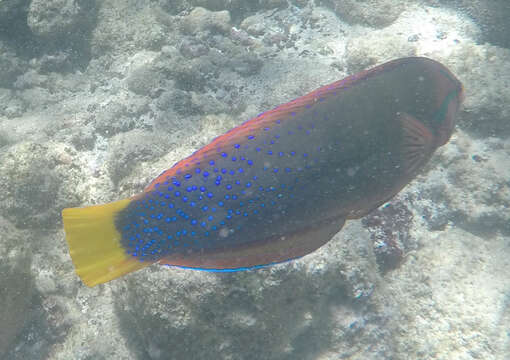 Image of African clown wrasse