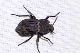 Image of Pelecyphorus (Pleisiasida) liratus (Le Conte 1854)