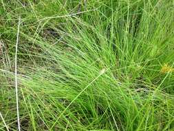 Image of prickly bog sedge