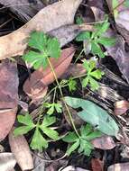 Imagem de Trachymene procumbens (F. Müll.) Benth.