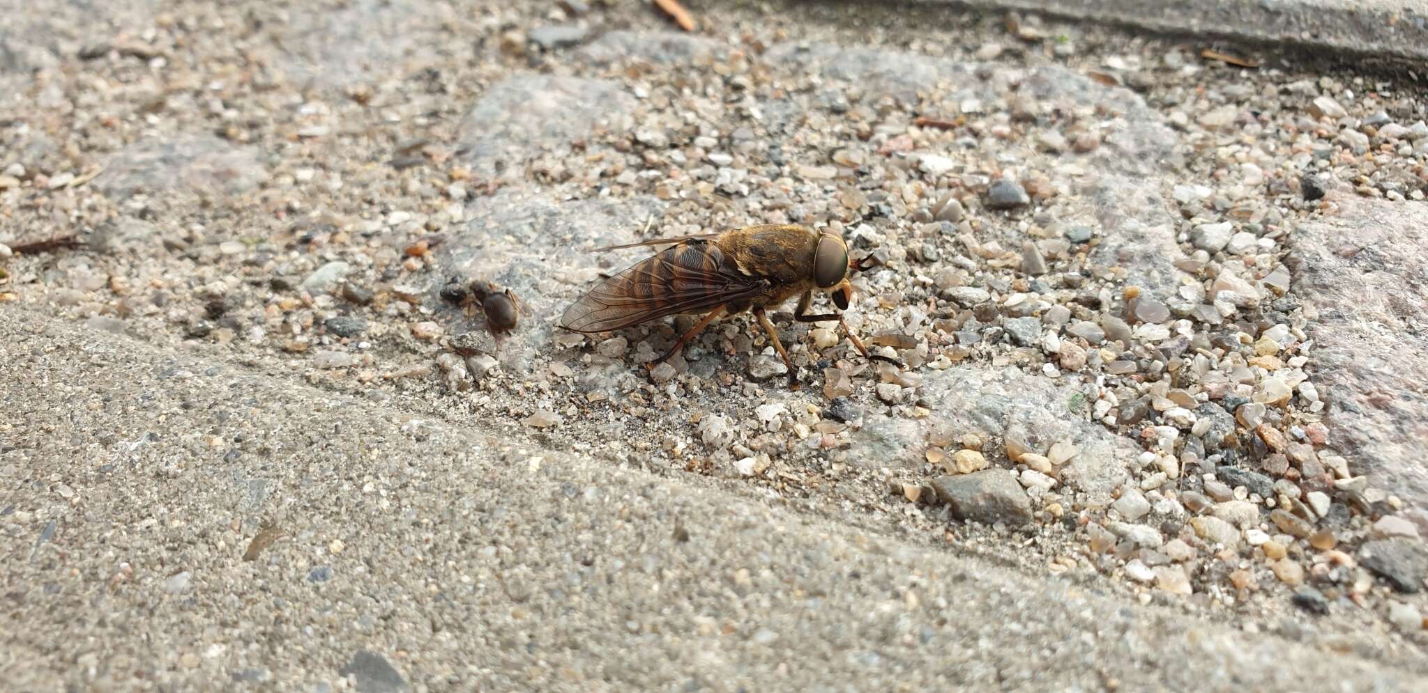 Image of dark giant horsefly