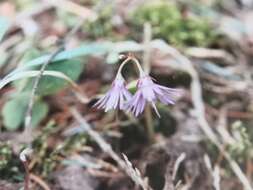 Image of Soldanella montana Willd.