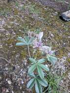 Image of Texas Plains Indian breadroot