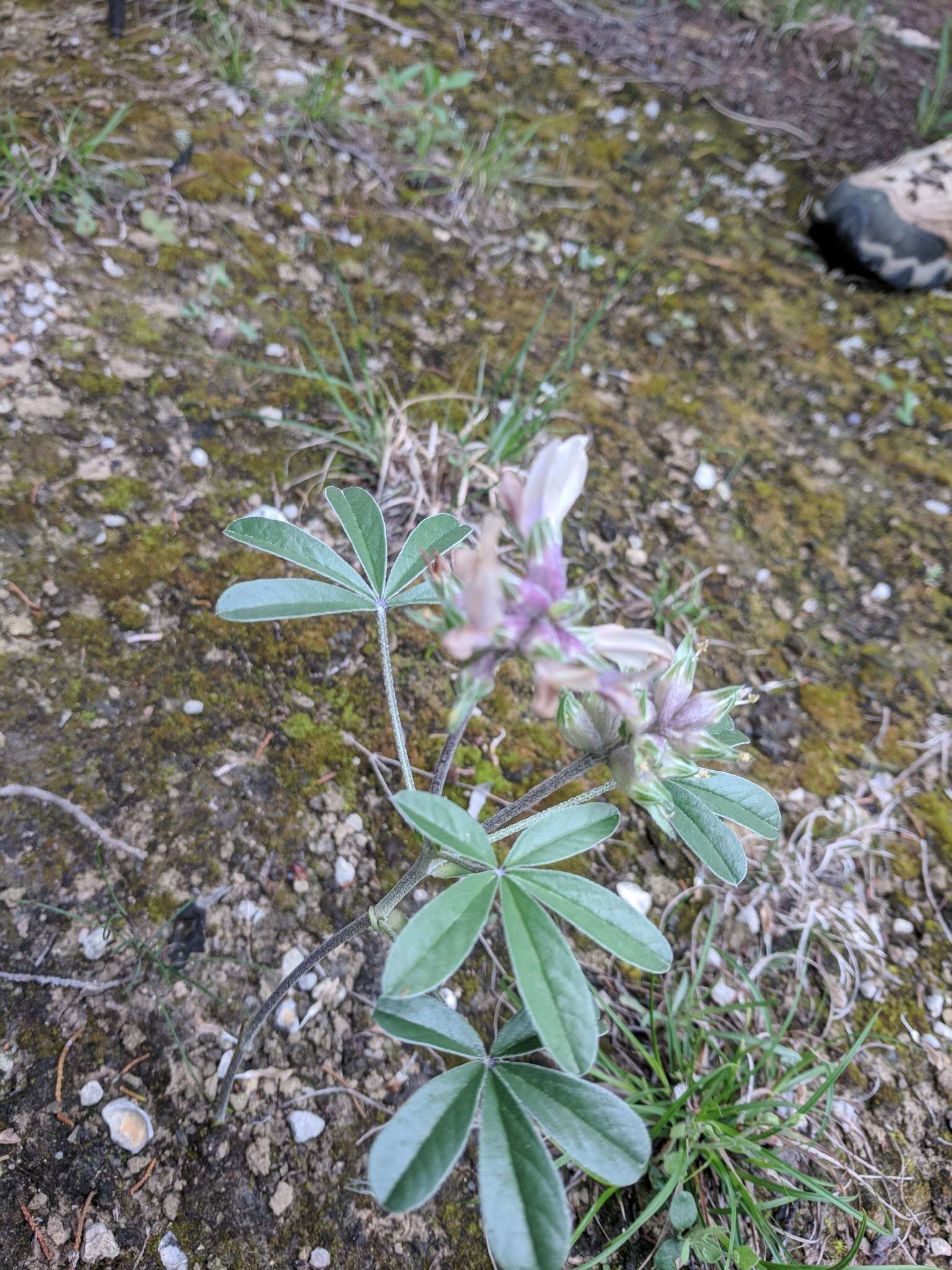 Image of Texas Plains Indian breadroot