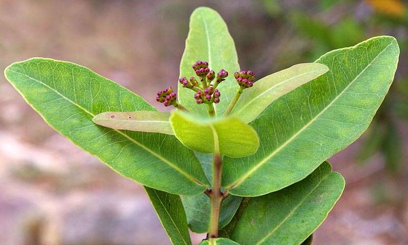 Imagem de Syzygium cordatum Hochst.