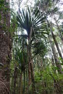 Image of Pandanus bakeri Warb.