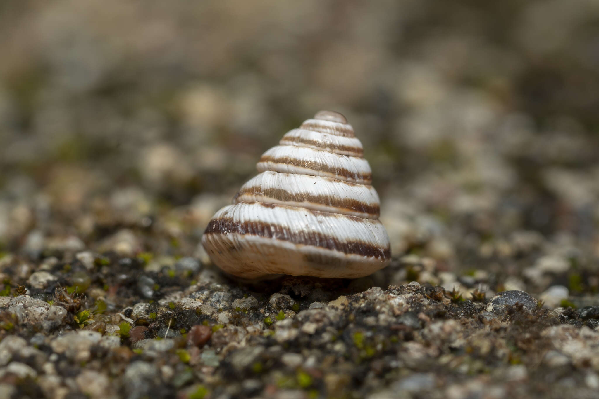 Image of Trochoidea trochoides (Poiret 1789)