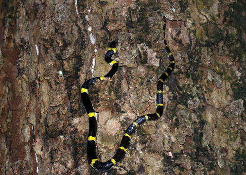 Image of Laos Wolf Snake