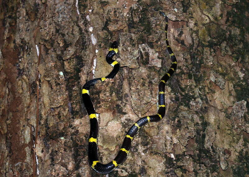 Image of Laos Wolf Snake